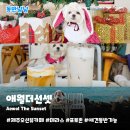 별님과바다 | 제주오션뷰카페 애월더선셋 | 테라스가 예쁜 포토존 애견동반 내돈내산 후기