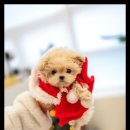 퍼피트렌드 이미지