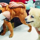 이비치 동물치과병원 이미지