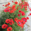 남한강 자전거길 이미지