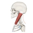 더의선한의원 이미지