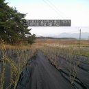 막둥이네 이미지