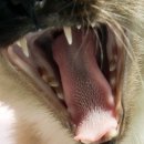 고양이 혀에 털은 왜 나나요? 이미지