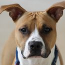 초록동물병원 이미지