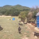 풍년염소농장 이미지