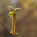 오리나무 이미지