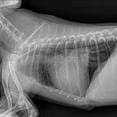 미사다나을동물병원 이미지