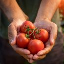 토마토 이미지