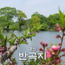 반곡지마을 | 경산 반곡지 봄 풍경 복사꽃 피는 곳