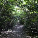 동백동산 이미지