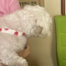 동수동물병원 이미지