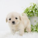 천안 강아지분양 도로시펫 이미지