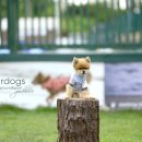 카페독스 이미지