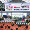 정원엔바위솔