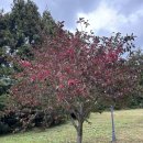 애월읍 소길리풋감마을 | 제주 이효리집 소길별하 예약, 주차, 방문 후기 (애월 소길리카페 추천)