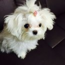 쎄븐코코