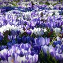 Colorful garden 가평 자라섬 꽃 페스타 일정 코스 주차 먹거리 이미지