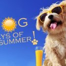 Dog Days 이미지