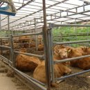 한우농장 이미지