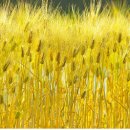 백세밀영농조합법인 이미지