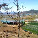 사슴자연 방목장 이미지