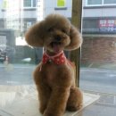 다사랑 애견 이미지