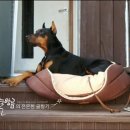 배나무농장 이미지