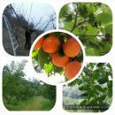 봉옥농장 이미지