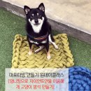 하이펫살롱 이미지