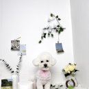 더빛나개 이미지