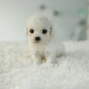 명품켄넬 이미지