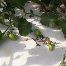 (주)휴팜 이미지