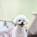 가위든개 이미지