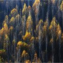 자작나무 이미지