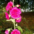 호미걸이공원의 겹접시꽃 이미지