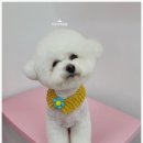 오도DOG 펫살롱 이미지