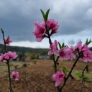 아벨농원 이미지