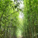 월류봉 둘레길 목교 화장실 | 영동군 월류봉 둘레길, 둘레길 코스 : 월류봉 광장 - 원촌교 - 원정교 - 백화교 - 징검다리 - 반야교...