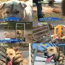 동물농장 이미지