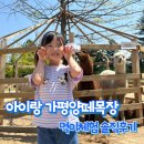 도전목장 | 가평양떼목장 아이와 가볼만한곳 먹이주기 체험 솔직후기