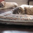 하얀강아지&고양이 이미지