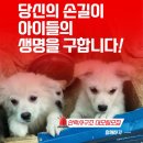 📢 K-발바리 &amp; K-진돗개 대부모님 모집 📢 이미지