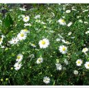 (주)코스모스 이미지