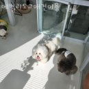 베벌리 도그 이미지