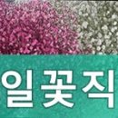 매일꽃직매장