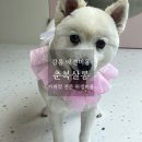 춘복살롱 | [강릉 애견미용] 구찌의 클리핑, 위생미용, 강아지 스파 서비스까지 받은 내돈내산 후기