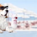 럭셔리펫 이미지