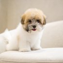 코튼빌리지 부산본점 이미지