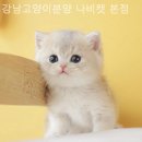 강남고양이분양 나비캣 이미지