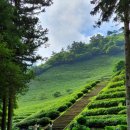 보성아이스크림 이미지